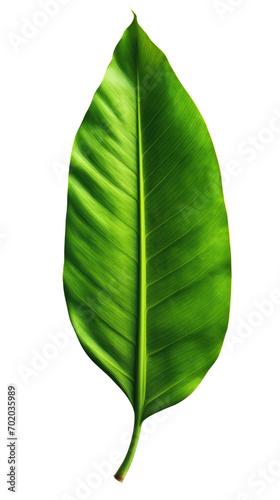 Single large green banana leaf Isolated on transparent background. PNG file.