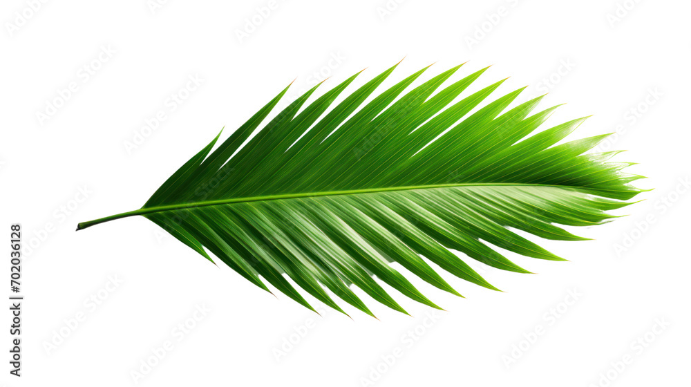 Obraz premium Single green leaf of a palm tree Isolated on transparent background. PNG file.