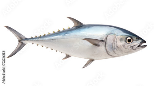 Atlantic bonito fish isolated on transparent background,png file