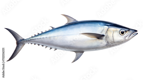 Atlantic bonito fish isolated on transparent background png file