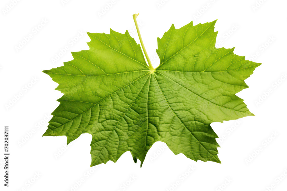 Single grape leaf isolated on transparent background. PNG file. Single grape leaf isolated on transparent background. PNG file.