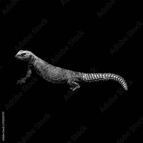 Uromastyx hand drawing vector isolated on black background.