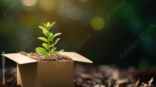 A small plant in a cardboard box in nature. Eco friendly packaging, paper recycling concept. © kardaska