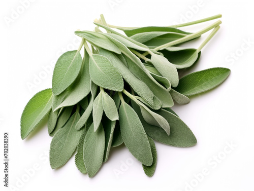 Sage leaves close up on white background