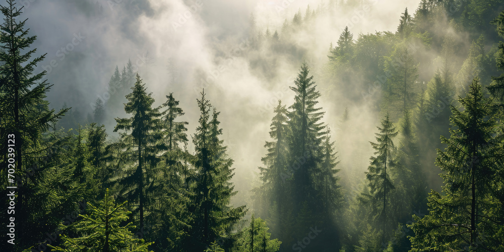 Sunlight shining through the fog in the coniferous forest