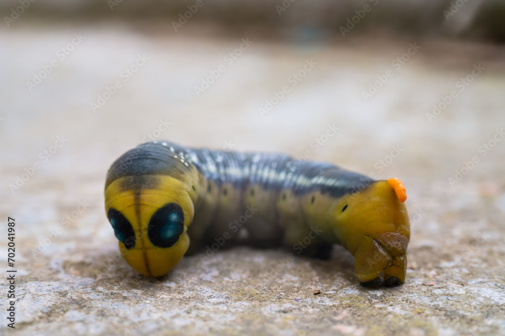 Obraz premium Oleander hawk moth caterpillar Daphnis nerii from European forests and woodlands.