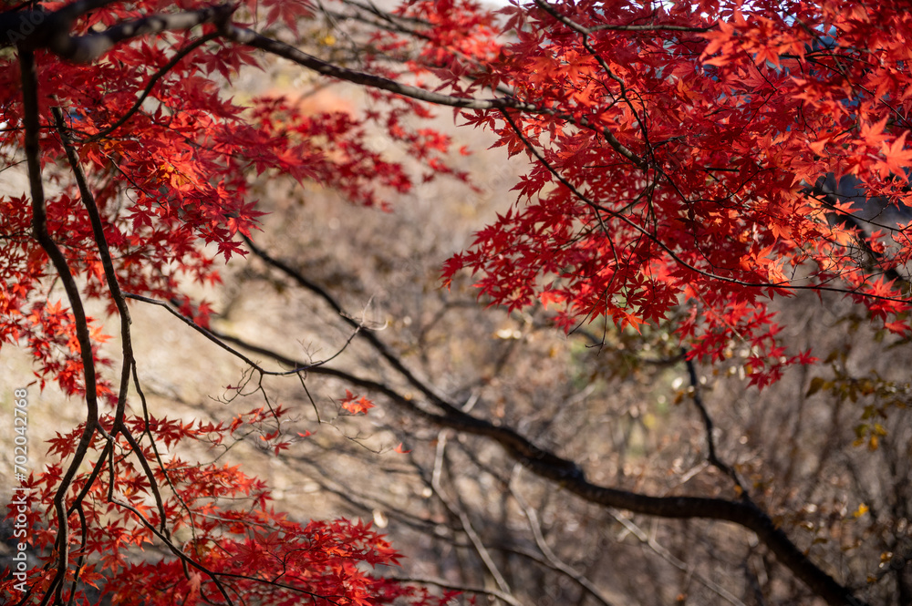 Close-up red leaves during autumn season Close-up red leaves during autumn season