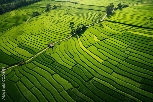 Lush Green Rice Fields Drone View. Serene Countryside Landscape Photography