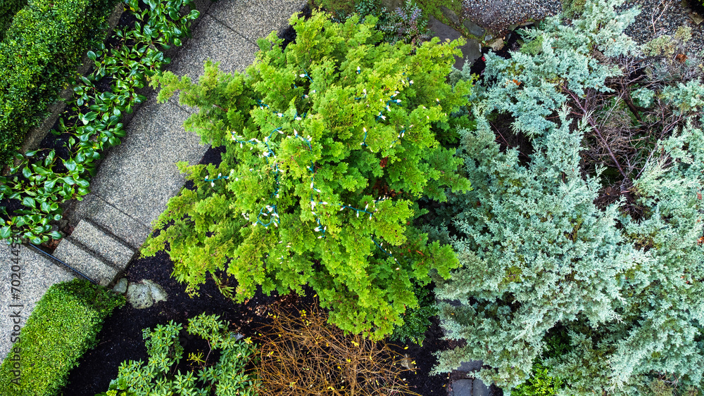 Top down view of a small tree in a garden