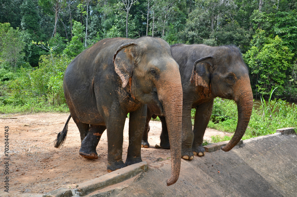 Fototapeta premium Vietnam, zoo, pair of elephants in Asia
