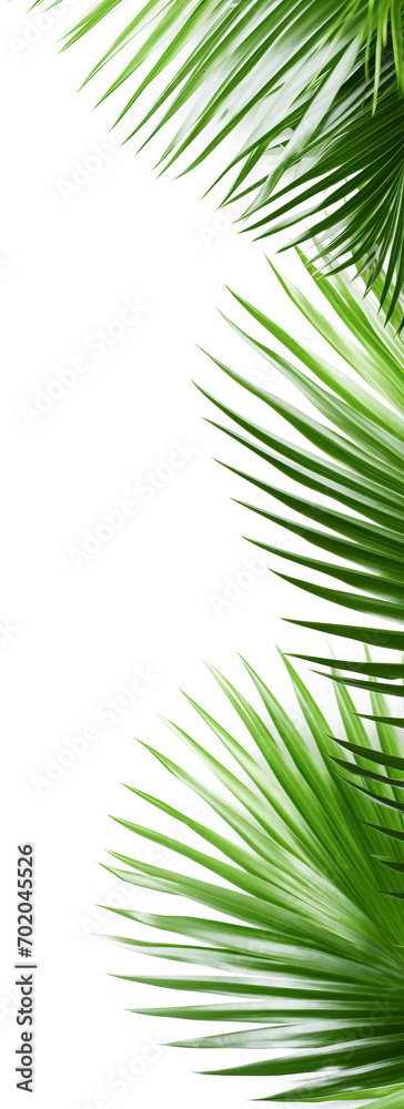 Palm leaves isolated on transparent background png psd. PNG