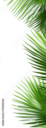 Palm leaves isolated on transparent background png psd. PNG
