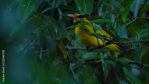 Yellow Bird (Black-naped oriole) perched on a tree in the natural forest. Evening  photo