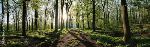 Panoramic view of a forest in spring with sun rays. © YULIYA