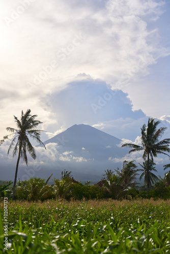 View of the mountain against a background of palm trees and a cornfield. Panorama of Agung volcano covered with clouds before sunset.