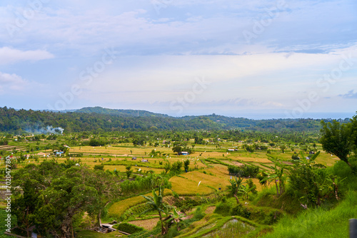 Panorama of the amazing landscape of Asian rice terraces. Palm trees in a rice paddy on the island of Bali. A view of the bright green rice fields. © Kate