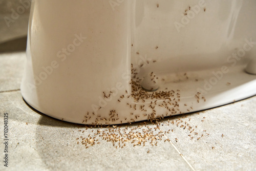 A colony of ants hides their eggs under the toilet in the bathroom. The problem with insects in the house.
