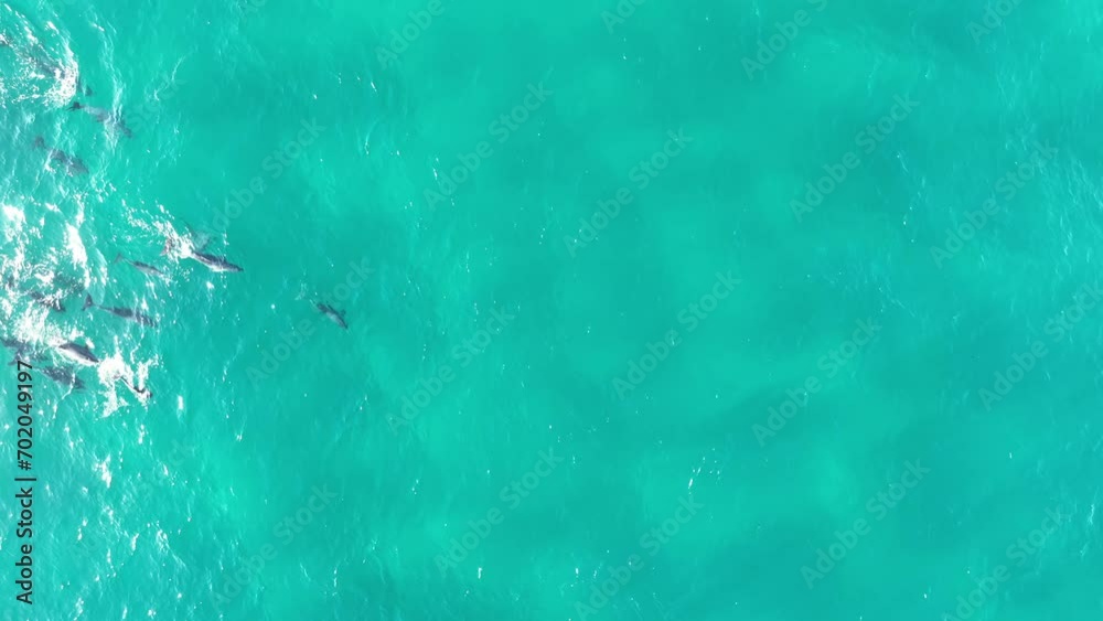 Pod of Dolphins swimming in large group through the blue waters of North Stradbroke Island. Capture in 4k 60fps slow motion. Top down drone shot. Magical footage from Australian Nature Pod of Dolphins swimming in large group through the blue waters of North Stradbroke Island. Capture in 4k 60fps slow motion. Top down drone shot. Magical footage from Australian Nature