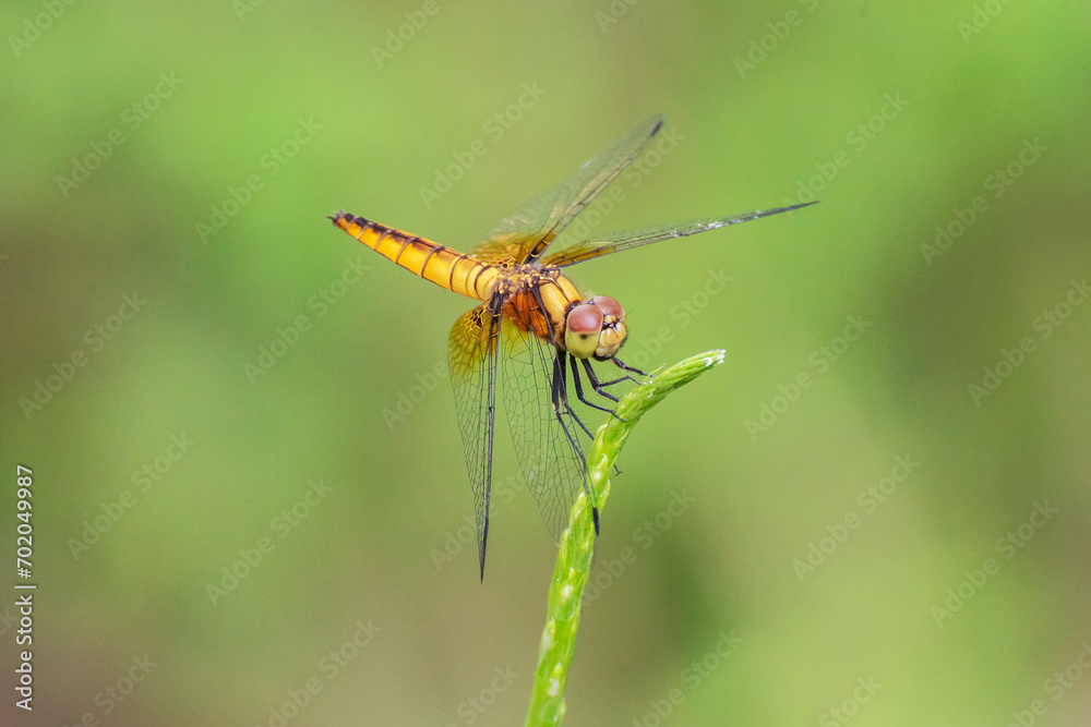 Dragonfly perching on green leaf. Dragonfly perching on green leaf.