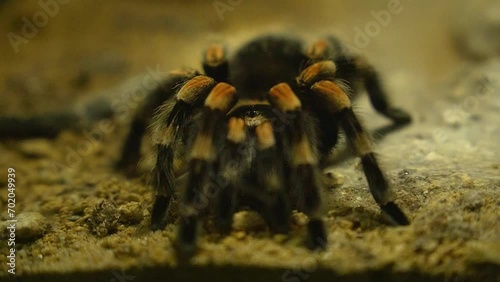 Close up of black hairy tarantula with brown stripes. photo