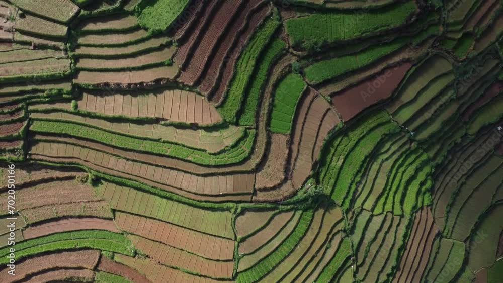 Aerial view of terrace farming fields landscape, Rice paddy, Garlic, potato, and carrot farmlands
