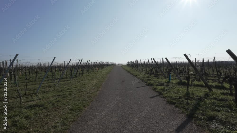 A static handheld shot of a path through an empty vineyard in the French winter A static handheld shot of a path through an empty vineyard in the French winter