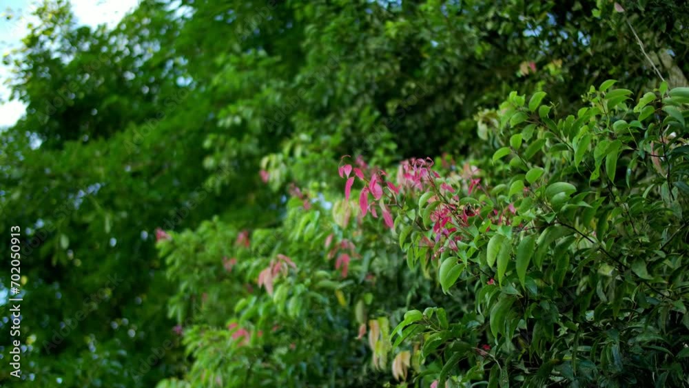 Beautiful Bali tropical plants close up Beautiful Bali tropical plants close up