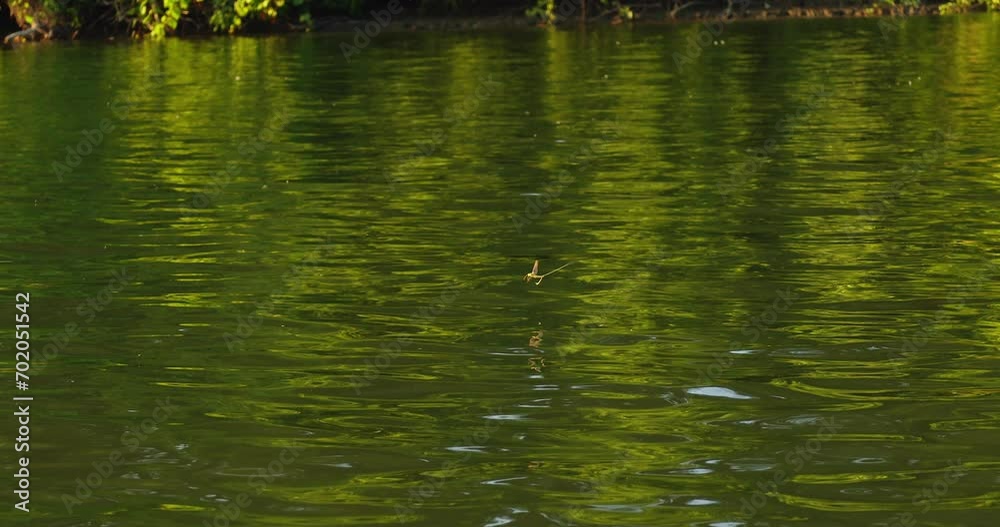 Swarm of long-tailed mayflies fly above Tisza river in June Swarm of long-tailed mayflies fly above Tisza river in June