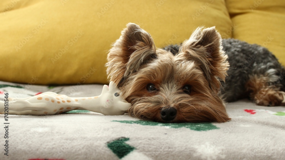 yorkshire terrier puppy