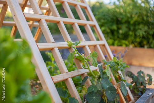 Obraz na plátně Trellises can maximize space and yield in a garden