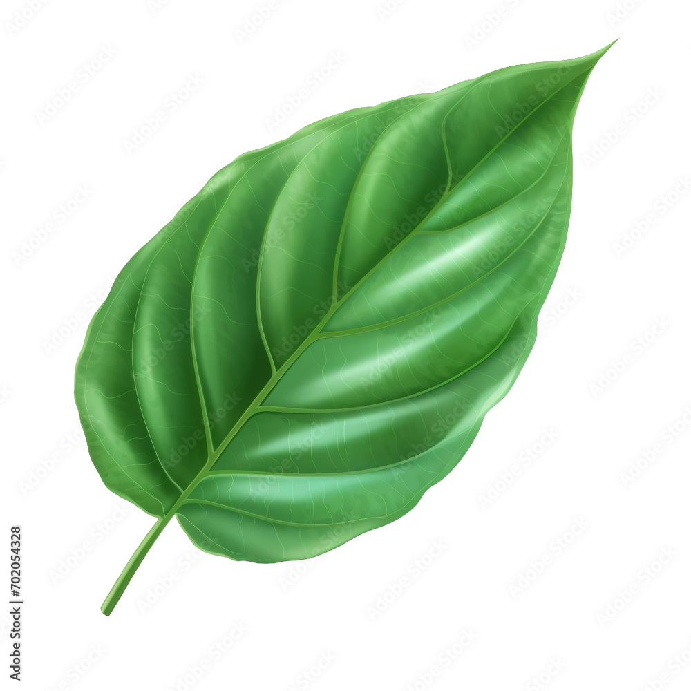 Obraz premium green leaf isolated on white