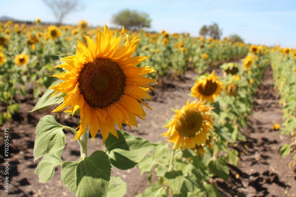 Obraz premium Campo de girasoles