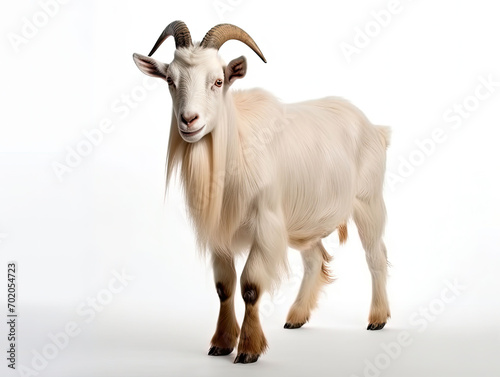white goat on white background