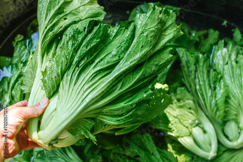 Fresh green Chinese mustard from garden.  Chinese mustard green soaked in a basin of water. Closeup Shot of Raw Chinese Mustard Greens Vegetable (Brassica Juncea). Cleaning vegetables.