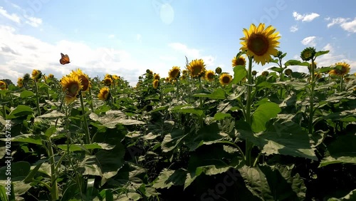 Flowers 041 Sunflowers Mattituck New York photo