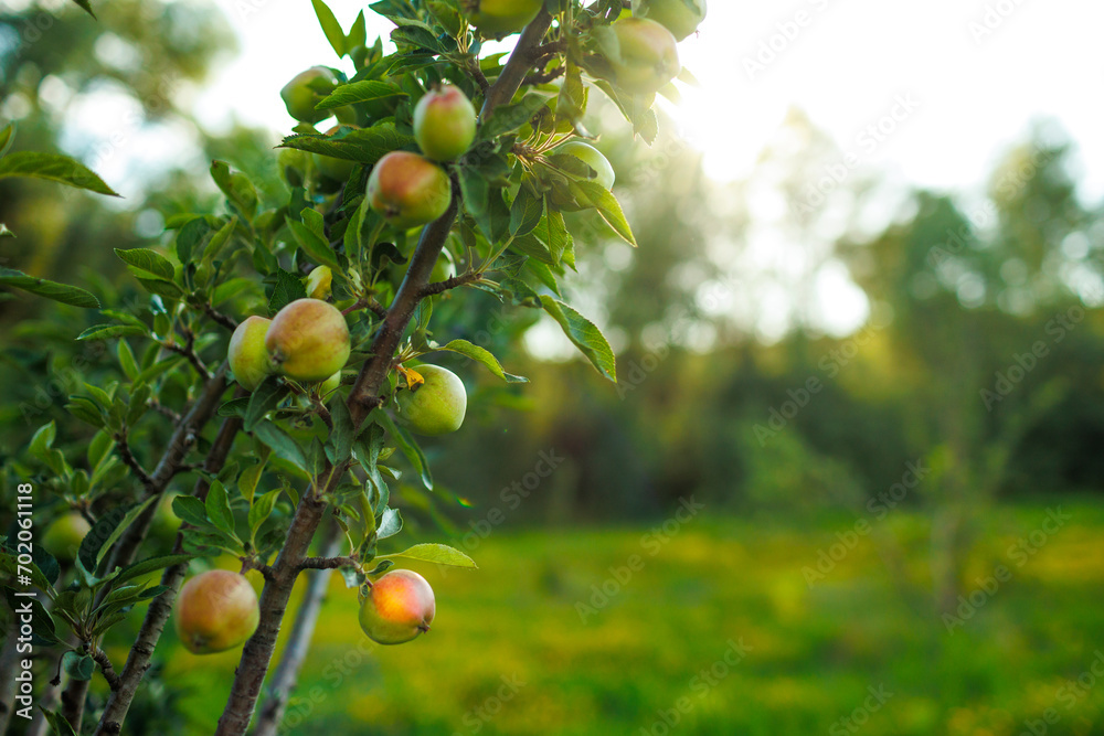 green apples on the branches of a tree in the garden. apples on the tree. orchard with apples. close-up. fruit harvest.