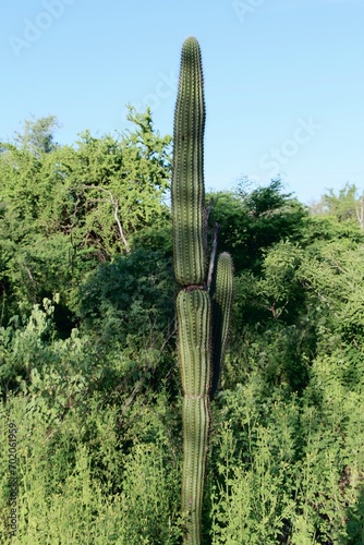
Tall cactus stands above green shrubbery under a clear sky, embodying the arid beauty of a desert landscape.