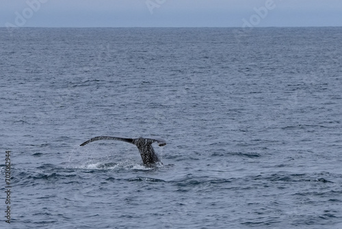 Schwanzflosse eines abtauchenden Buckelwals