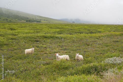 Schafe auf einer grossen Weide in Island