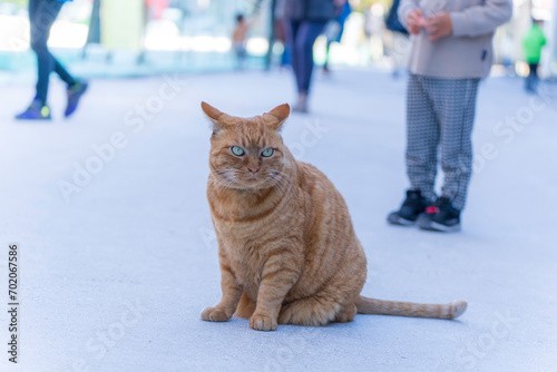 Obraz na plátne 堂々としている茶色の猫
