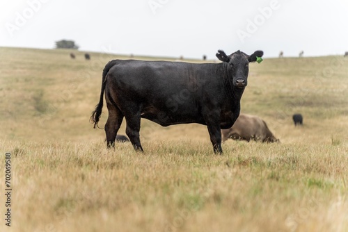 stud wagyu and angus beef cows in a paddock free range in australia  in a dry grass field in the day