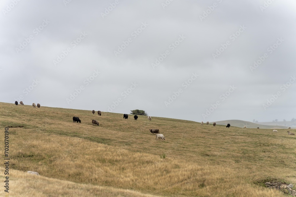 wagyu and angus cattle are Agricultural free range livestock on a farm. Cows grazing on free range green pasture and native grasses. Fat cow in a field on a farm wagyu and angus cattle are Agricultural free range livestock on a farm. Cows grazing on free range green pasture and native grasses. Fat cow in a field on a farm