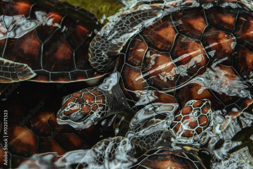  Close-Up of Group of Young Sea Turtles Resting in Shallow Water