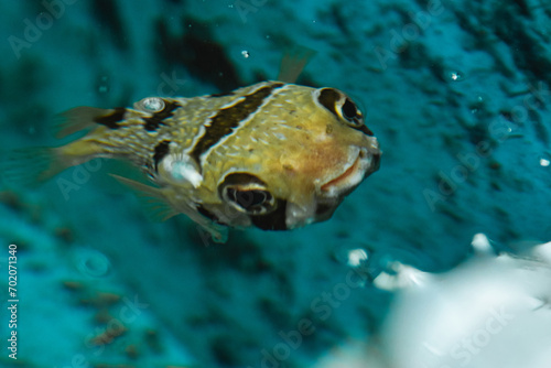 Cute Puffer Fish Swimming Underwater © blackday