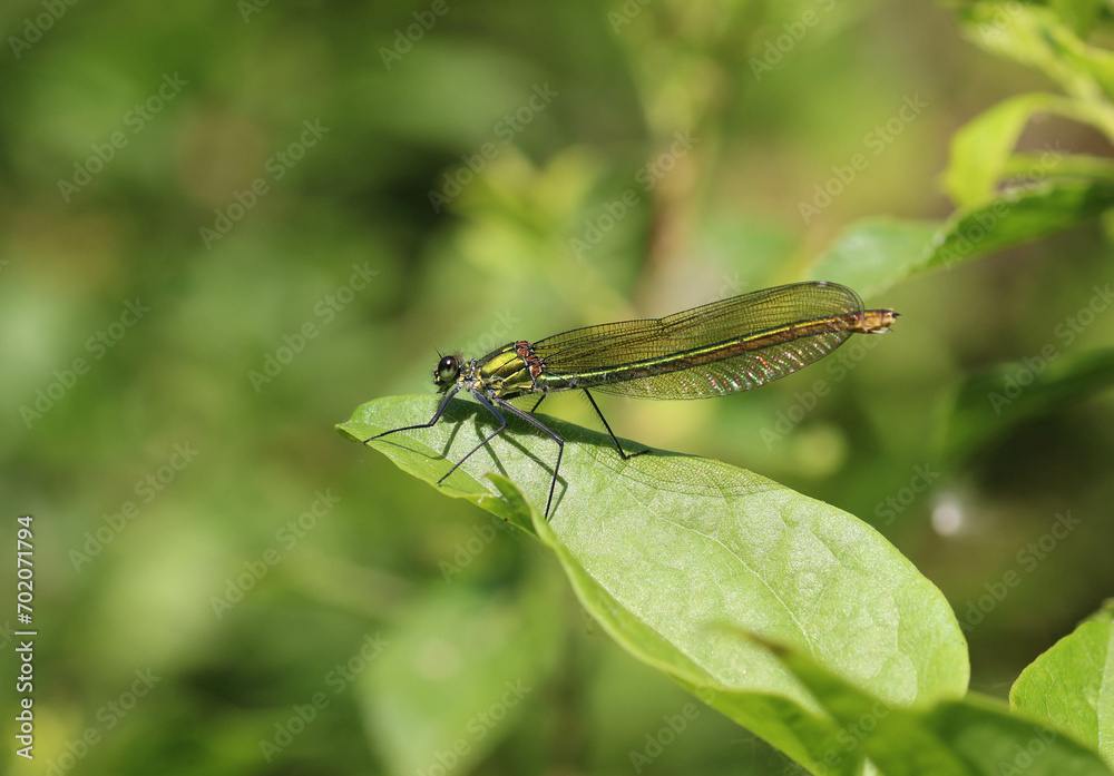 Libellule verte Libellule verte
