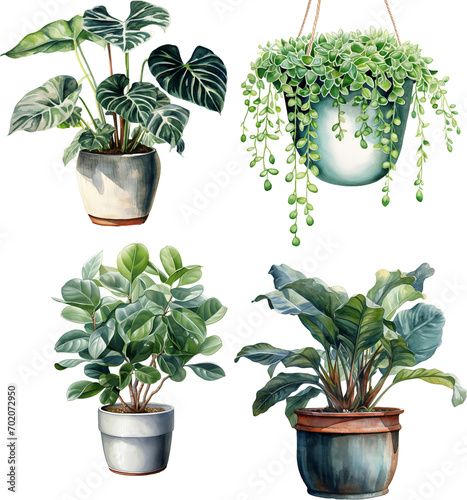 Watercolor illustration houseplants photo
