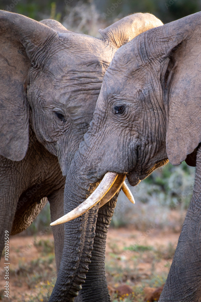 Fototapeta premium Two young wild African elephants in a national park in South Africa. Elephants bond with trunks touching at rest. 
