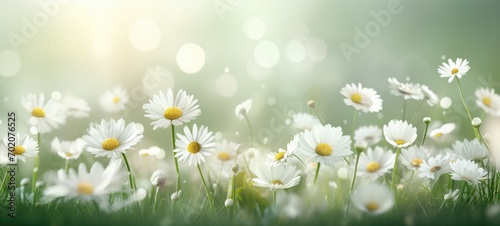 green meadow with beautiful white daisies with sunlight Spring summer flower background banner.