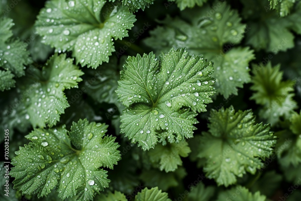 a close up of leaves