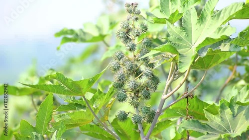 Ricinus communis, the castor bean or castor oil plant, Green seeds Castor oil plant, Herbs photo